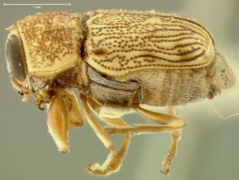 Media type: image; Entomology 8766   Aspect: habitus lateral view